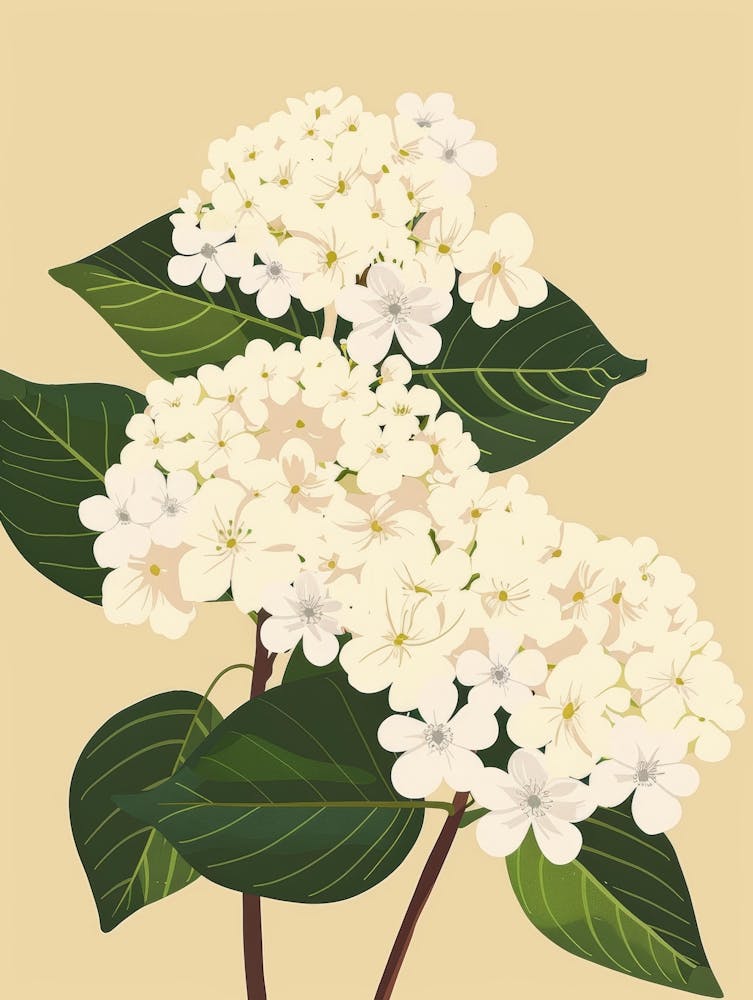 Hydrangea 11