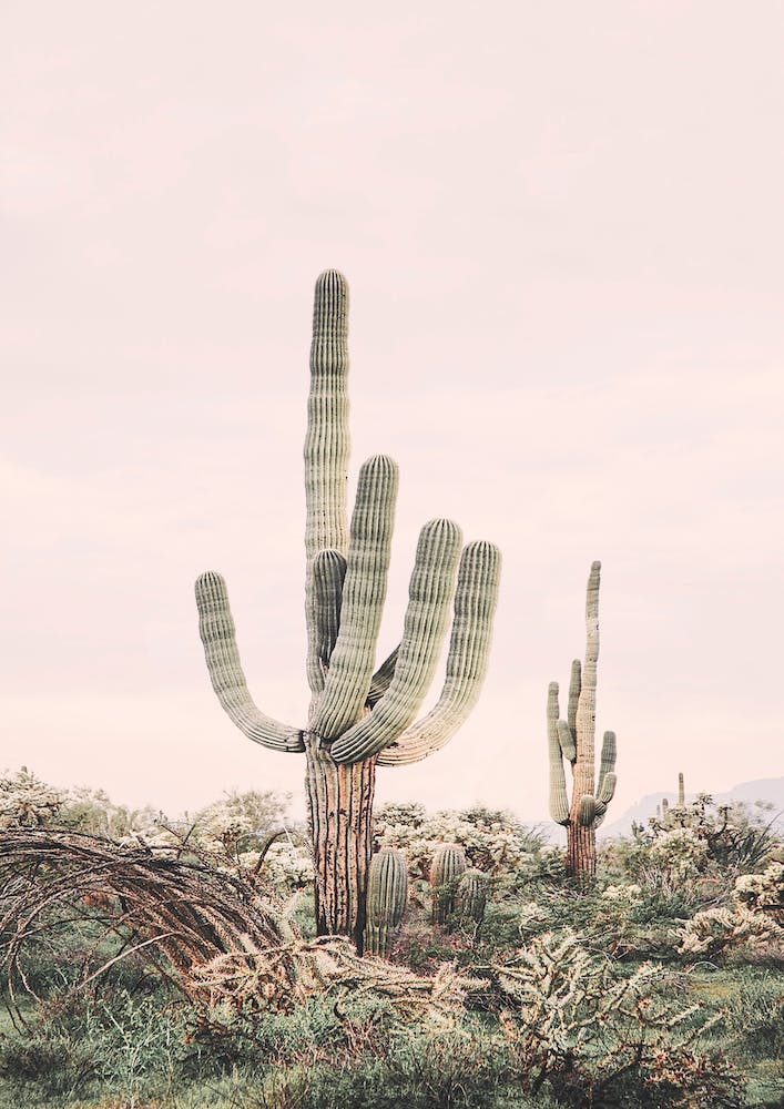 Blush Skies Cactus