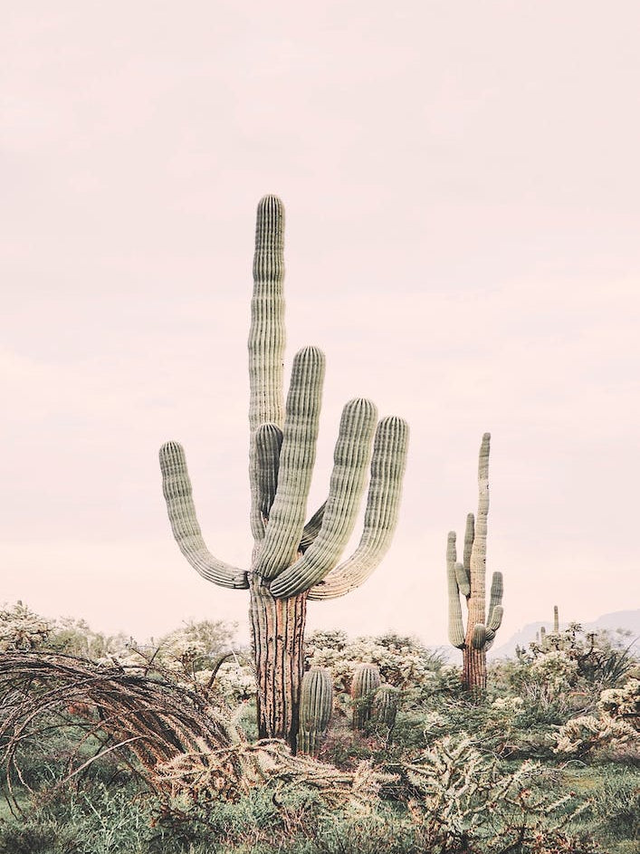 Blush Skies Cactus
