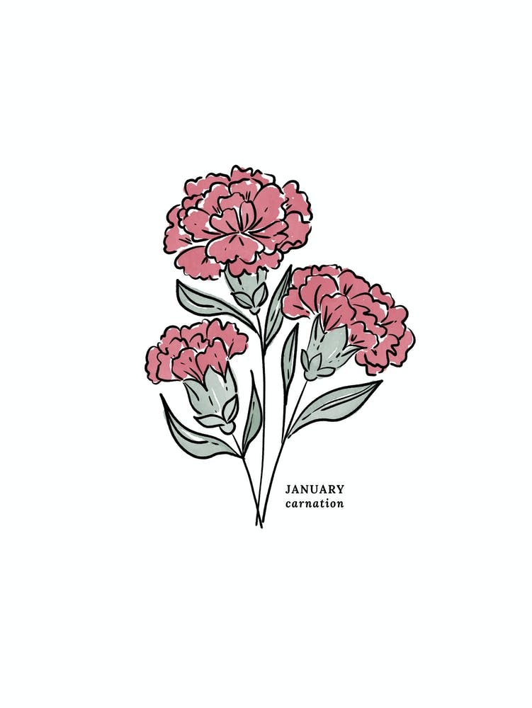 Januar Nelke Geburtsblume 1
