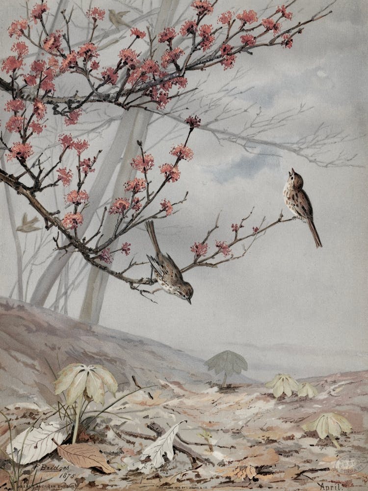 Oiseaux sur une Branche 2