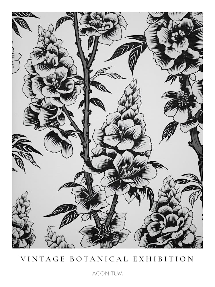 Aconitum N&B Affiche Botanique Vintage