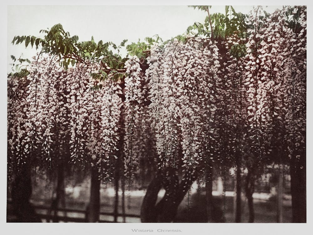 Wistaria Chinensis, Hand Colored Collotype From Some Japanese Flowers (1896), Kazumasa Ogawa