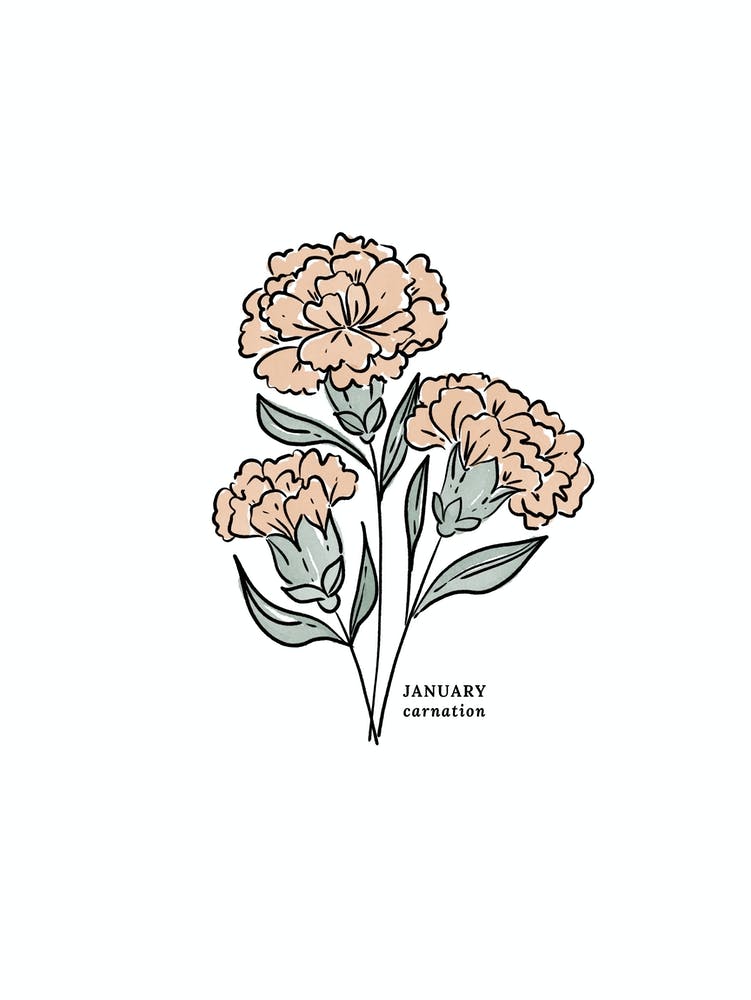January Carnation Birth Flower 2