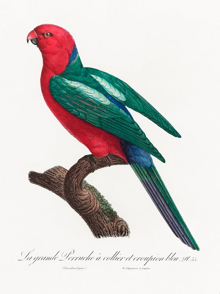 The Australian King Parrot From Natural History Of Parrots, Francois Levaillant