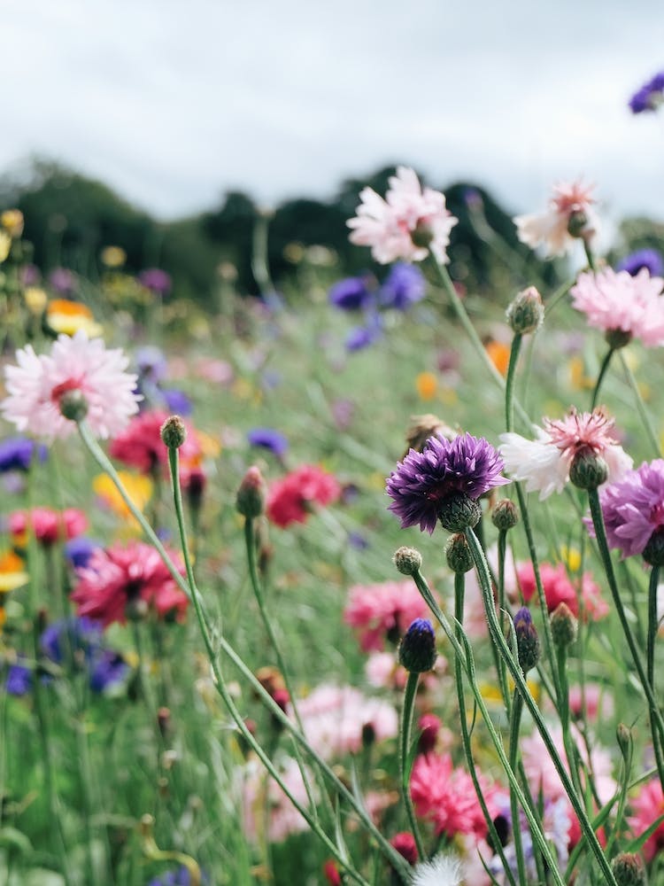 Rainbow Drops Bright Cornflower