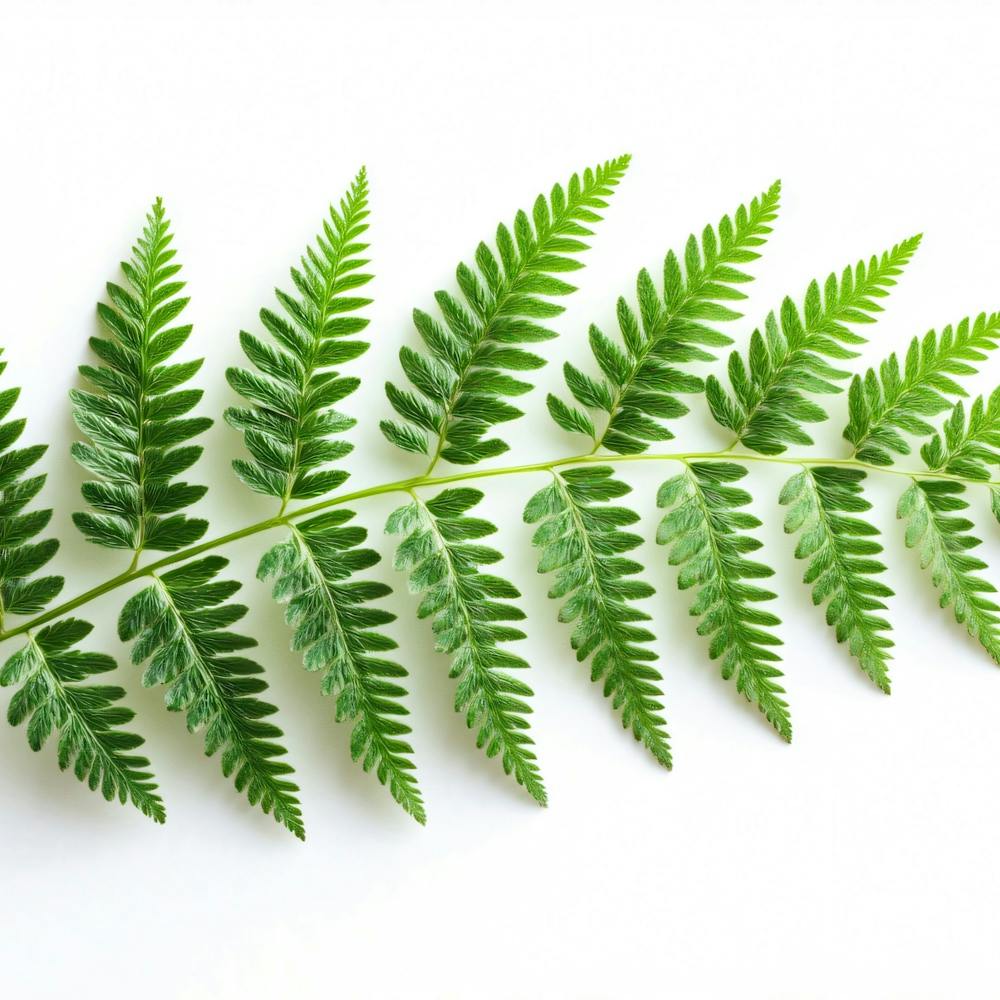Feuille de Fougère 2