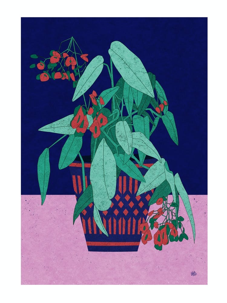 Begony Plant