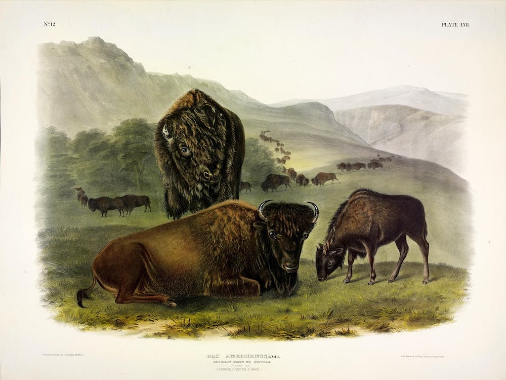  American Bison, John James Audubon