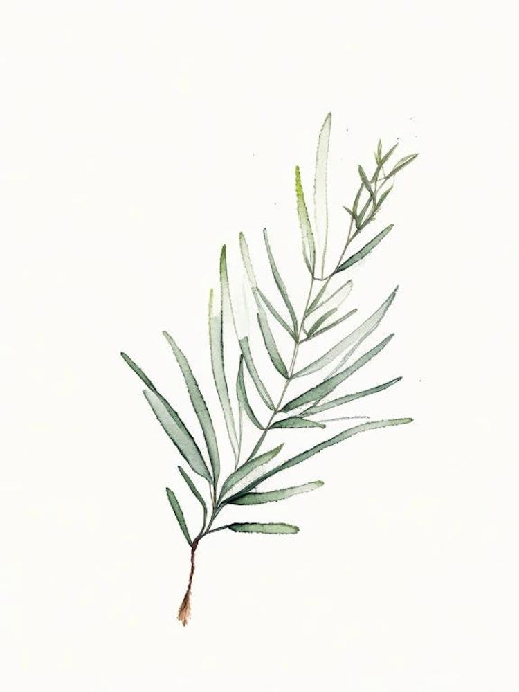 Rosemary Leaf Minimalist Watercolour 2