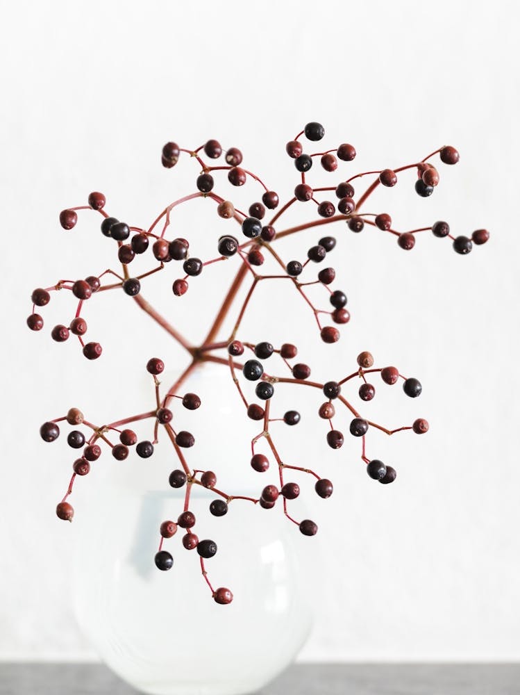 Berries_2114221