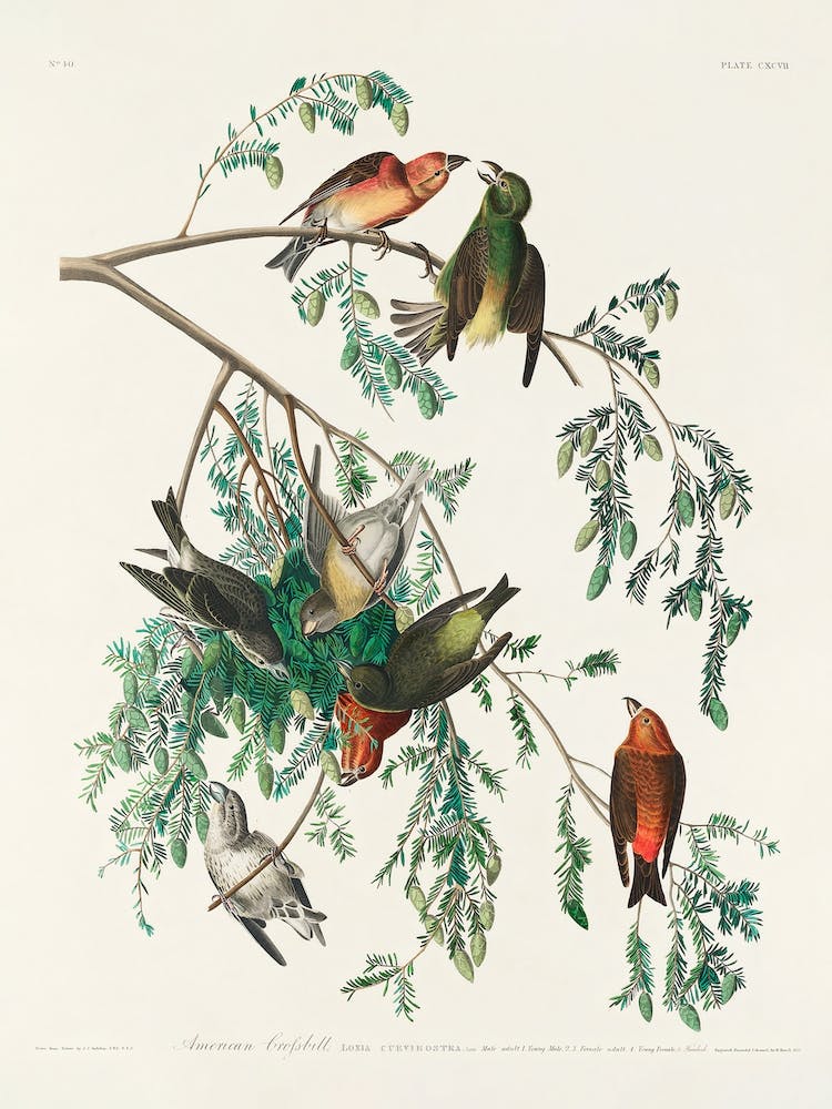 American Crossbill, Birds Of America, John James Audubon