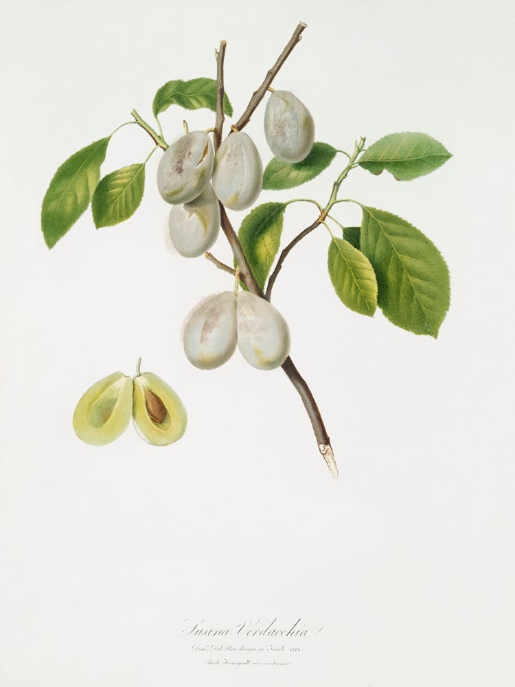 Plum (Prunus Verdacchia) From Pomona Italiana (1817 1839), Giorgio Gallesio