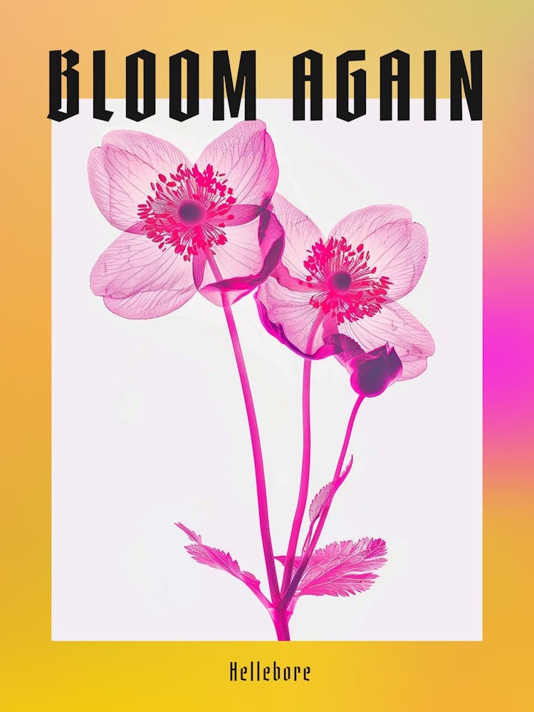 Hot Pink Hellebore 2 Poster