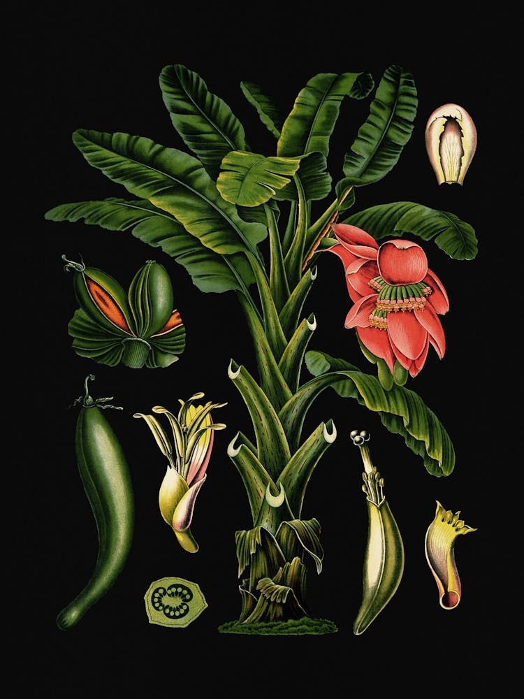 Vintage Bollmann 2 Banane