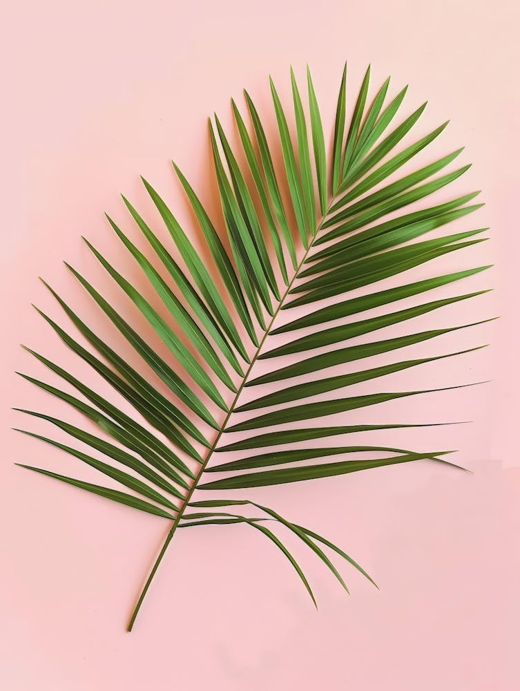 Palmblatt auf rosa Hintergrund