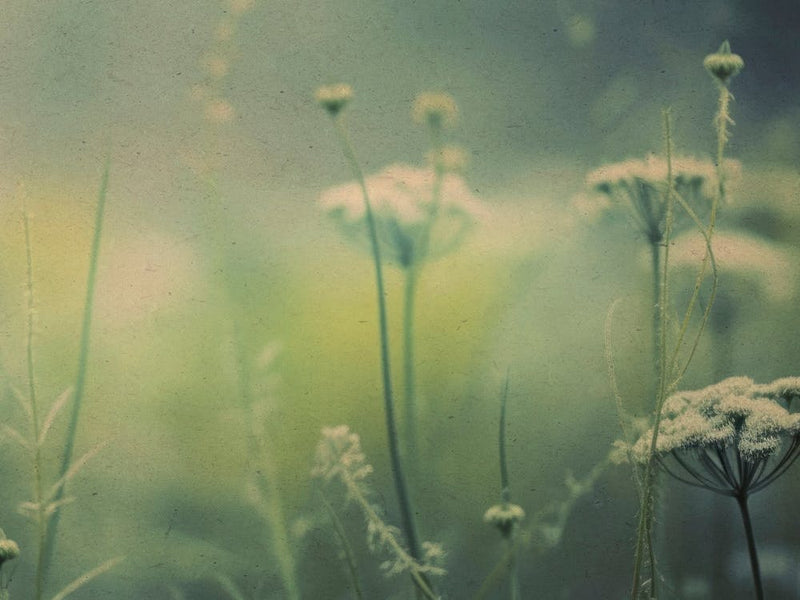 Nostalgic Nature No 4