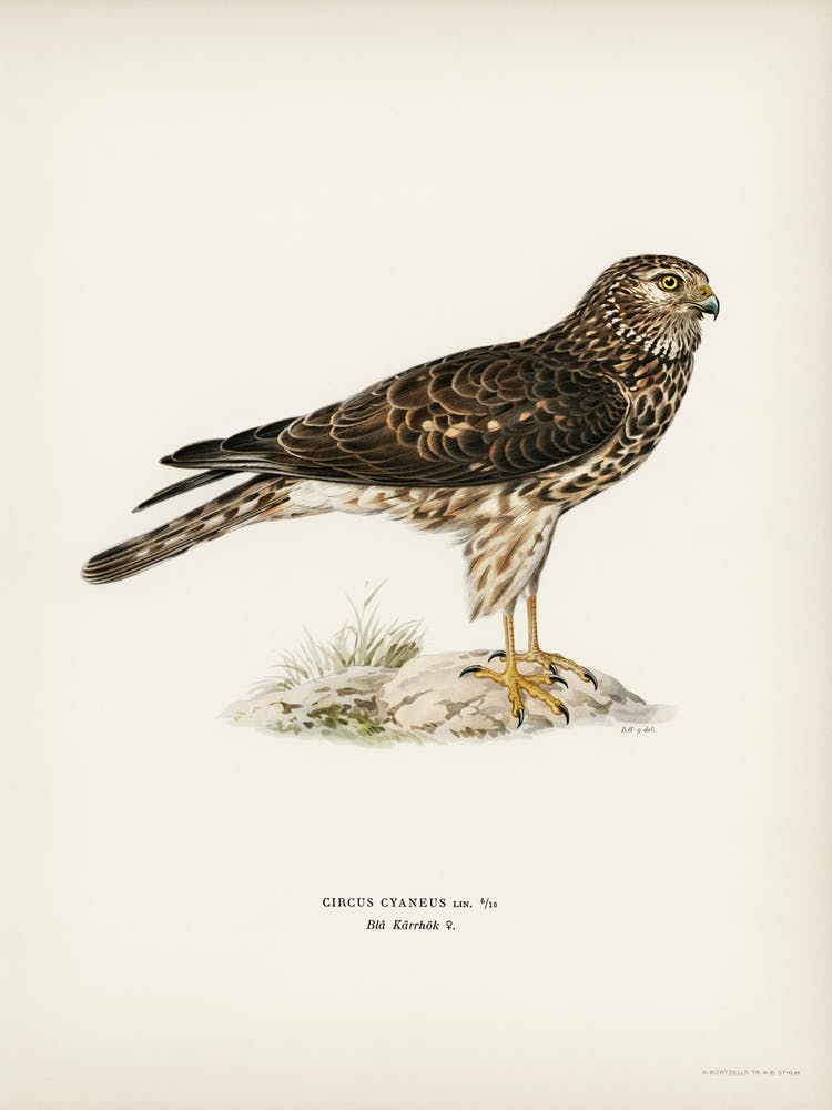 Hen Harrier Female, The Von Wright Brothers