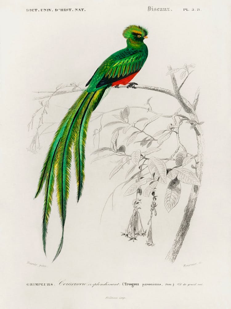 Pavonine Quetzal (Pharomachrus Pavoninus), Charles Dessalines D' Orbigny