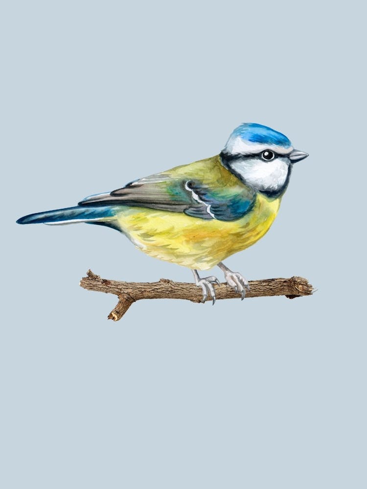 Blue Tit