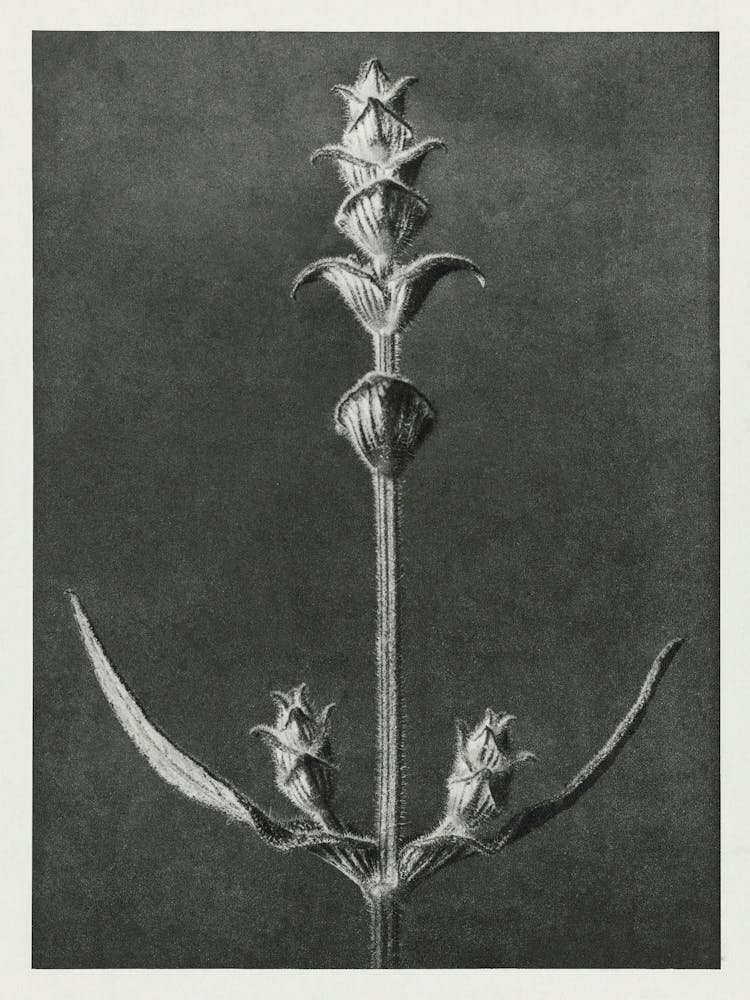 Salvia (1928), Karl Blossfeldt
