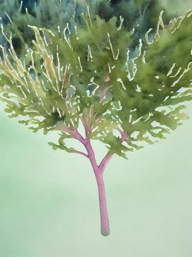 Acropora Acuminata Storybook Watercolour