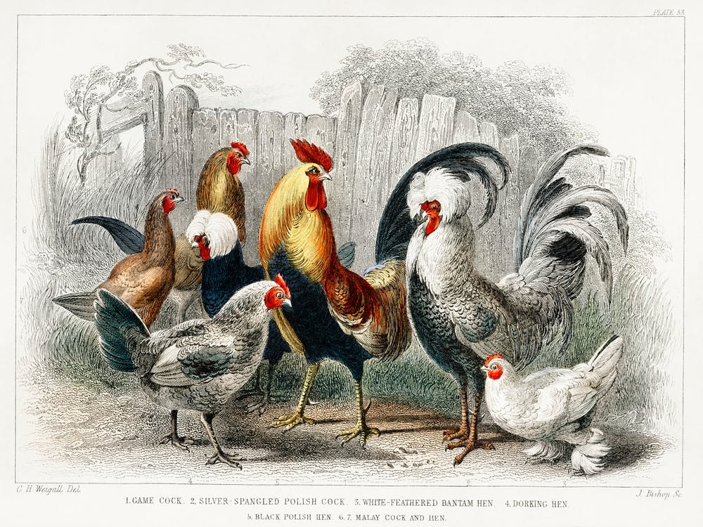 Game Cock, Silver Spangled, White Feathered Bantam Hen, Dorking Hen, Black Polish Hen, Malay Cock, And Hen, Oliver Goldsmith