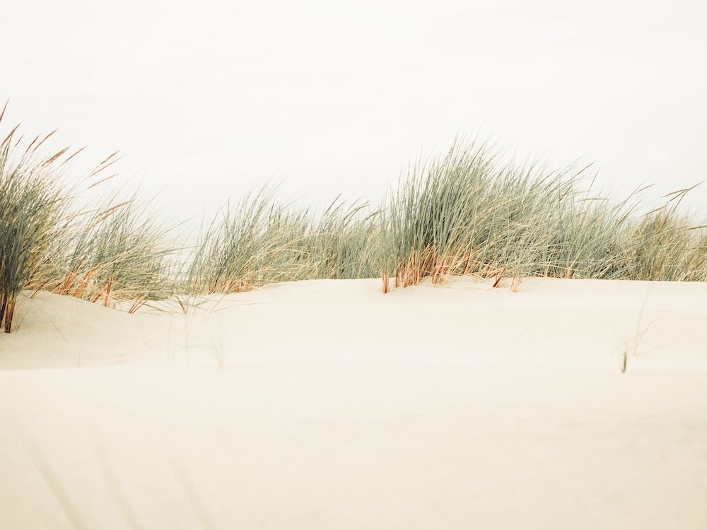Dune Grass