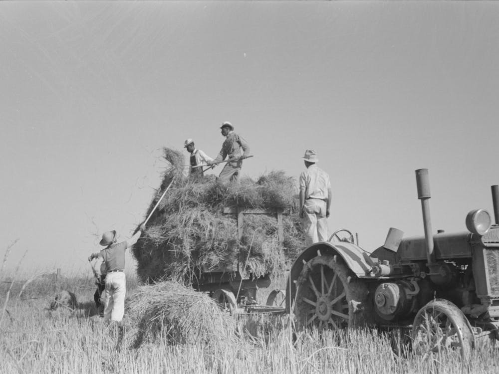 Untitled Photo, Possibly Related To Harvesting Rice, Crowley, Louisiana By Russell Lee