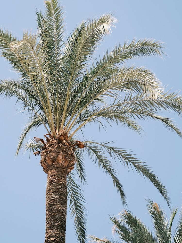 Palmtree // Ibiza Nature & Travel Photography
