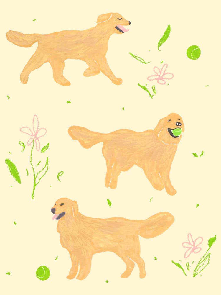 Happy Golden Retrievers with tennis balls