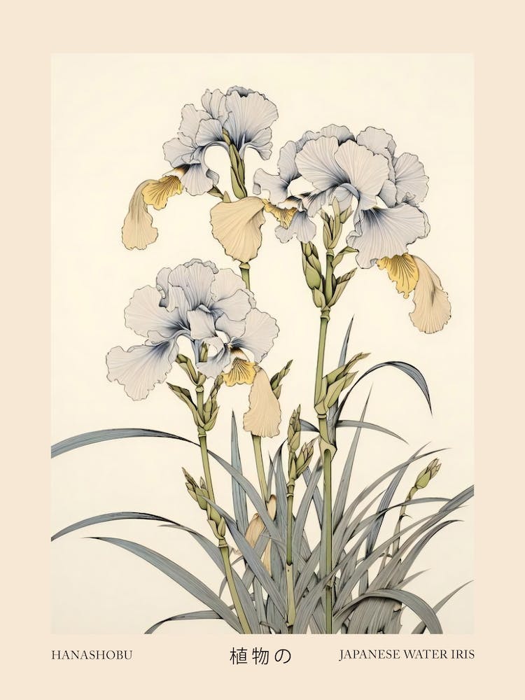 Hanashobu Japanese Water Iris 3 Vintage Japanese Botanical Poster