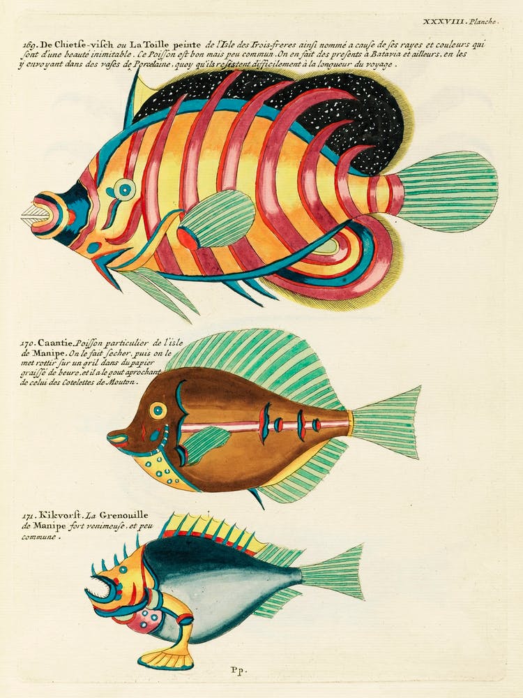 Colourful And Surreal Illustrations Of Fishes Found In Moluccas (Indonesia) And The East Indies, Louis Renard(14)