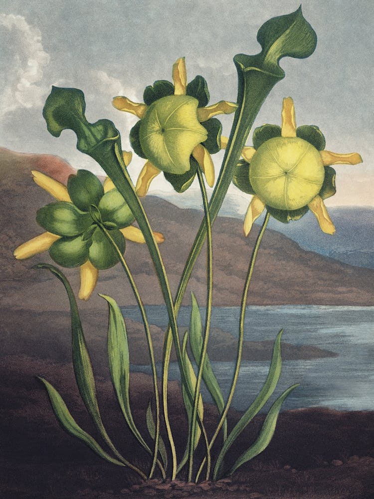 Vintage Thornton 6 Pitcher