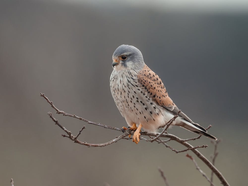 Young Kestrel Bird