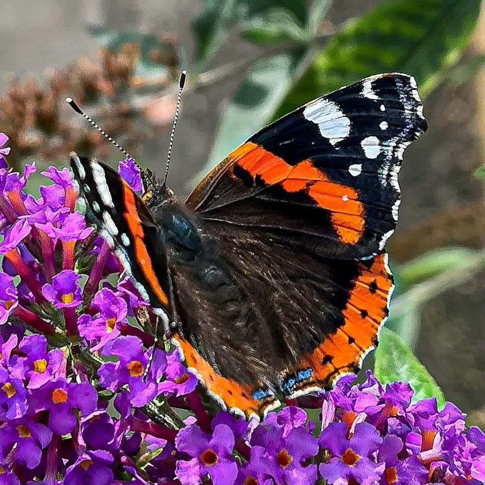 Red Admiral Butterfly