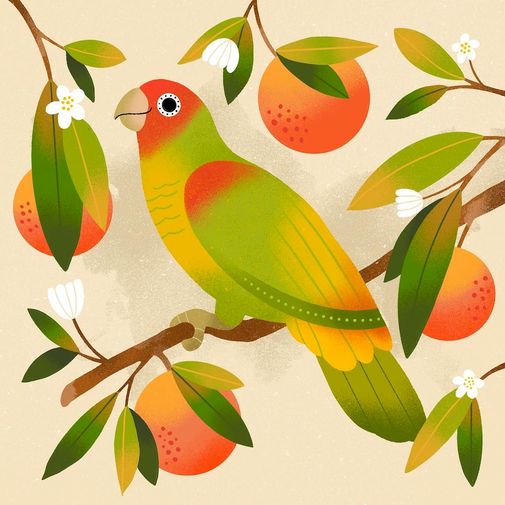 Tangerine Parrot Square