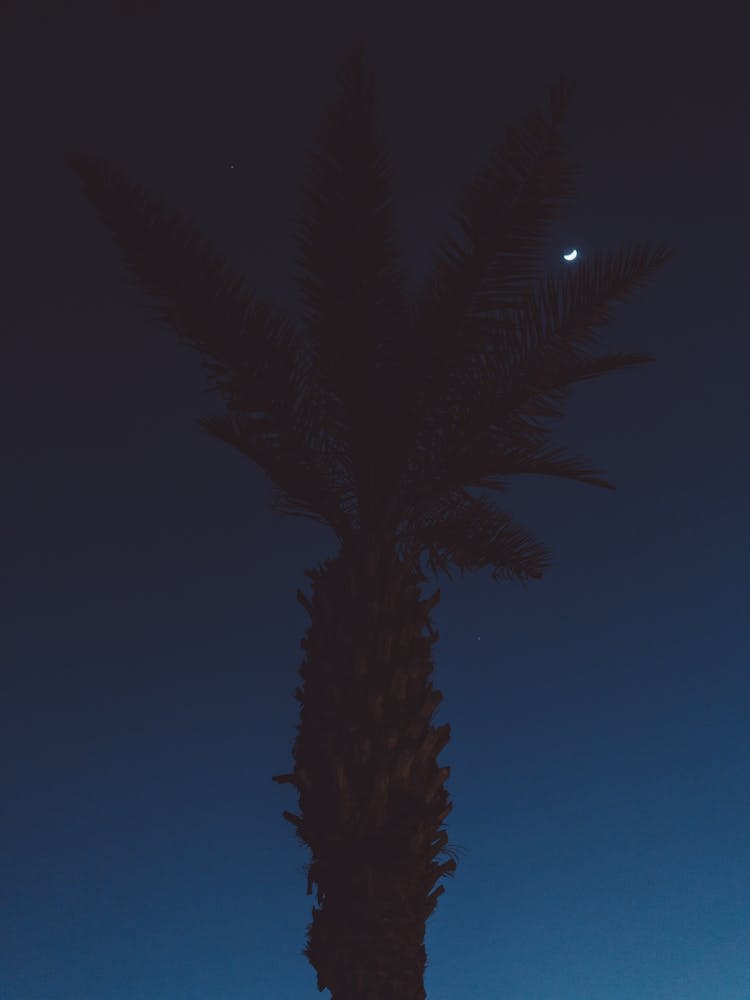 Mexico Moon VI