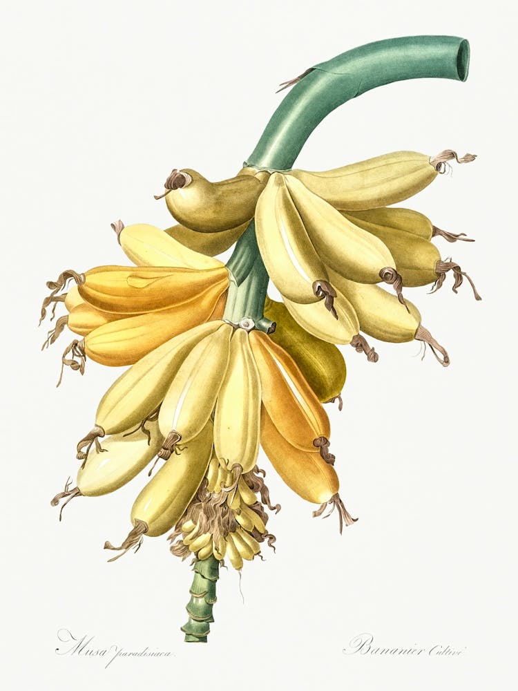 Banana Illustration, Pierre Joseph Redoute