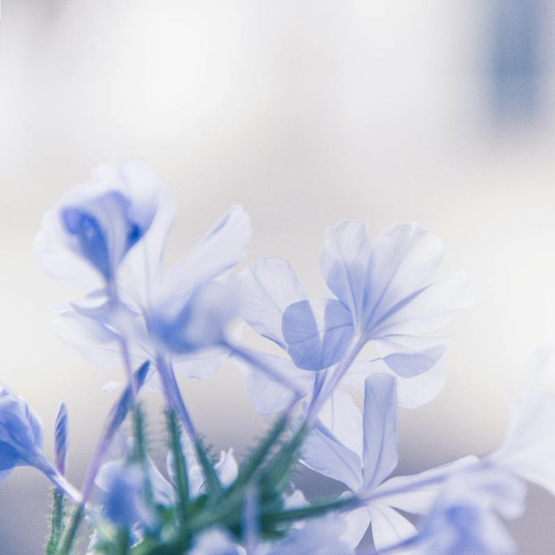 Blue Jasmine Flower