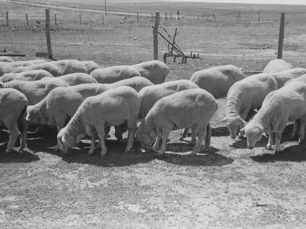 Untitled Photo, Possibly Related To Sheep Of Fsa (Farm Security Administration) Client Near Hoxie