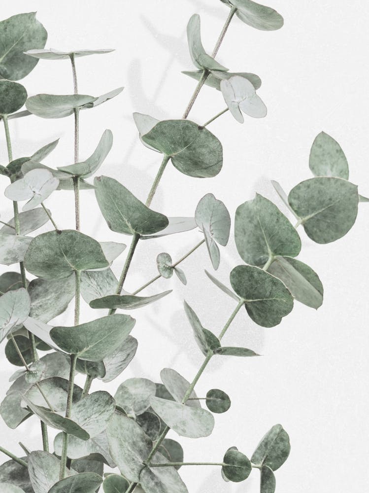 Eucalyptus_2198217