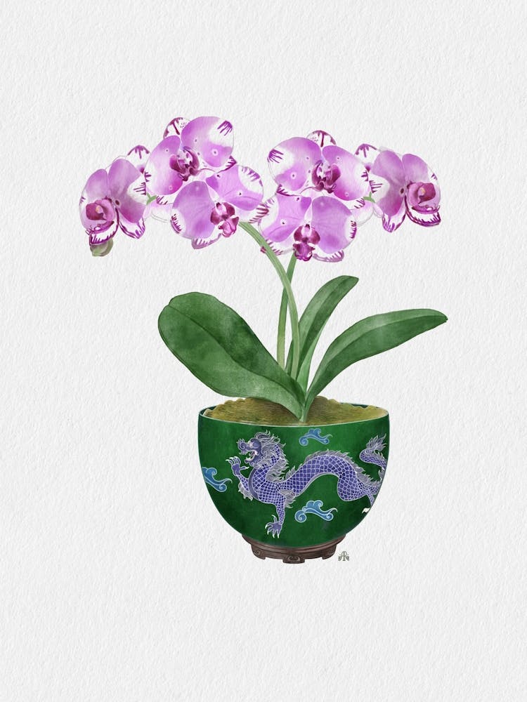 Orchid In Dragon Bowl (Green)
