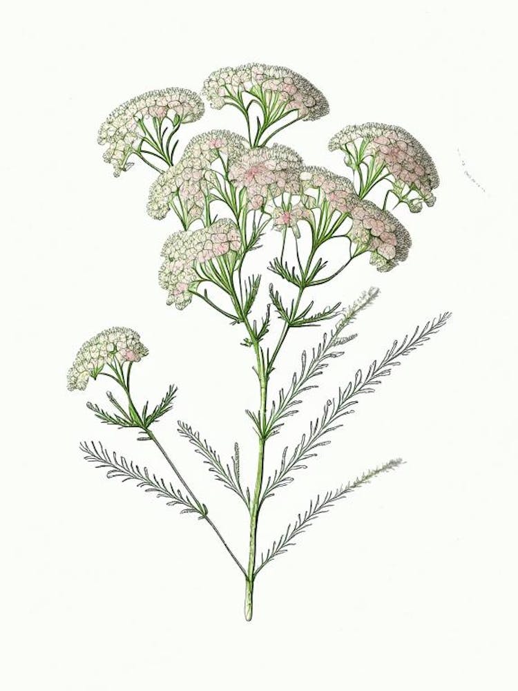 Yarrow Floral Quentin Blake Inspired Illustration 3 Flower