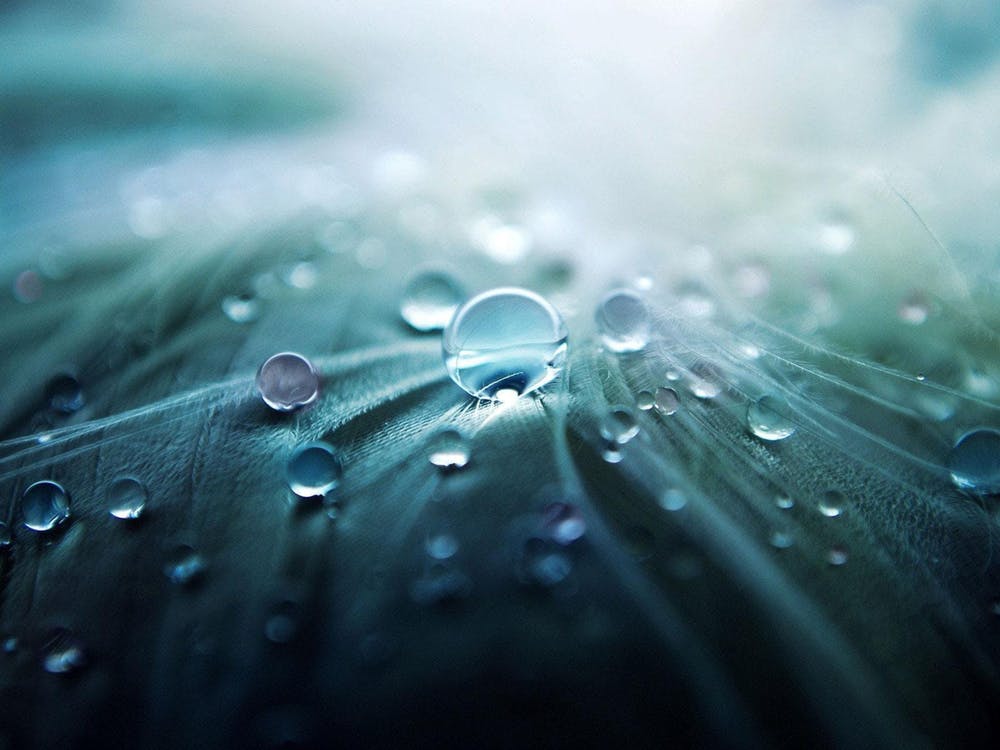 Water Droplets On Feathers