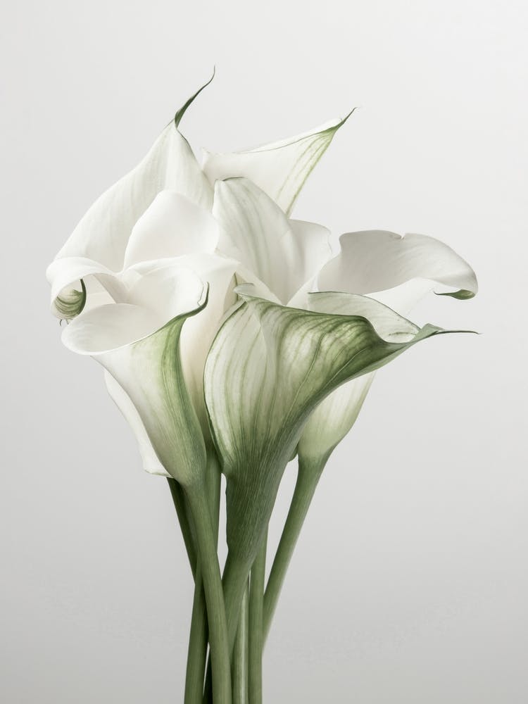 Calla Lily
