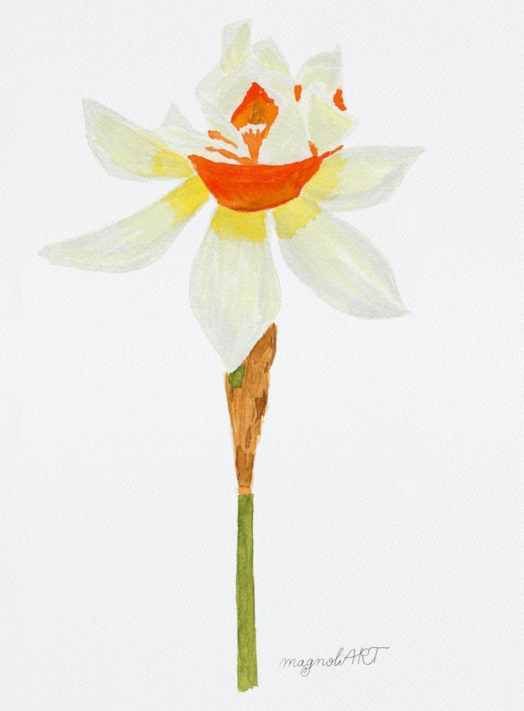 Daffodil 6