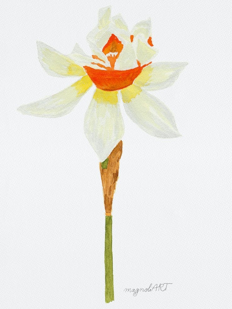 Daffodil 6