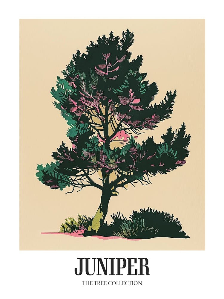 Juniper Tree Colourful Illustration 2 Poster