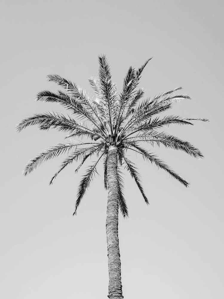 Palm Tree In Black And White